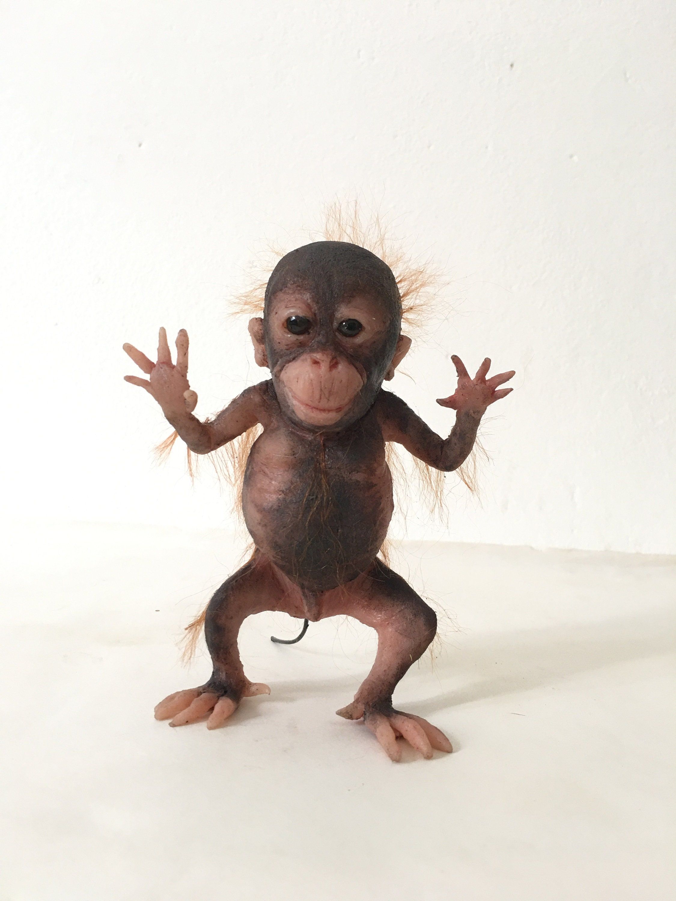 Should You Choose a Sebo Evolution?